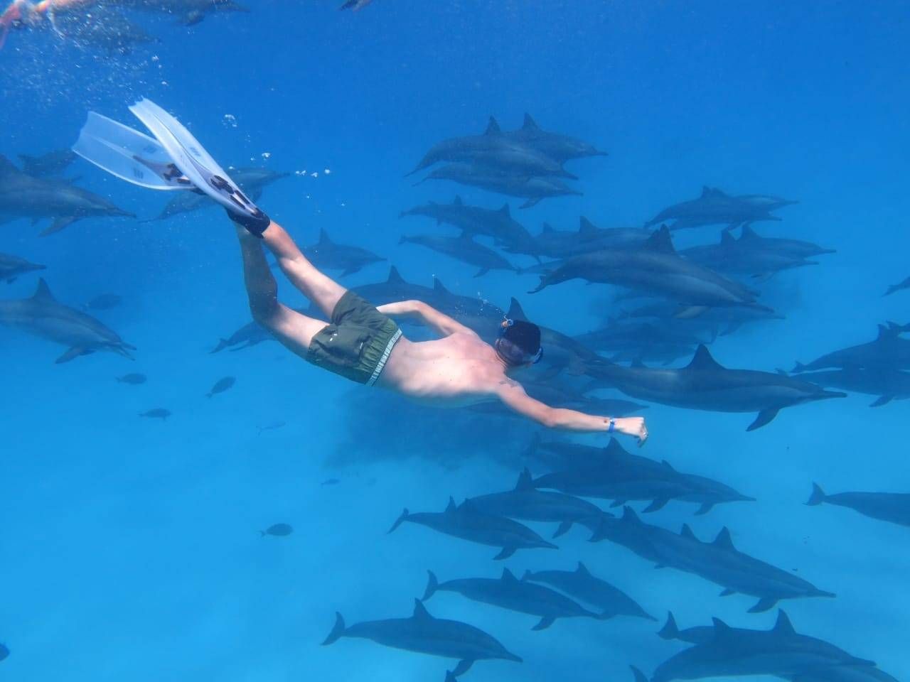 Dolphin House Trip
